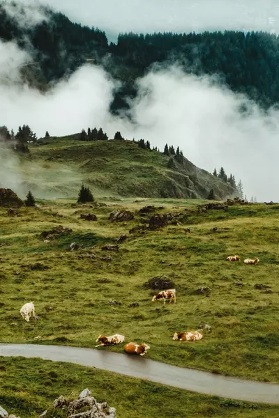 High alpine road © Unsplash.com, Maria Teneva